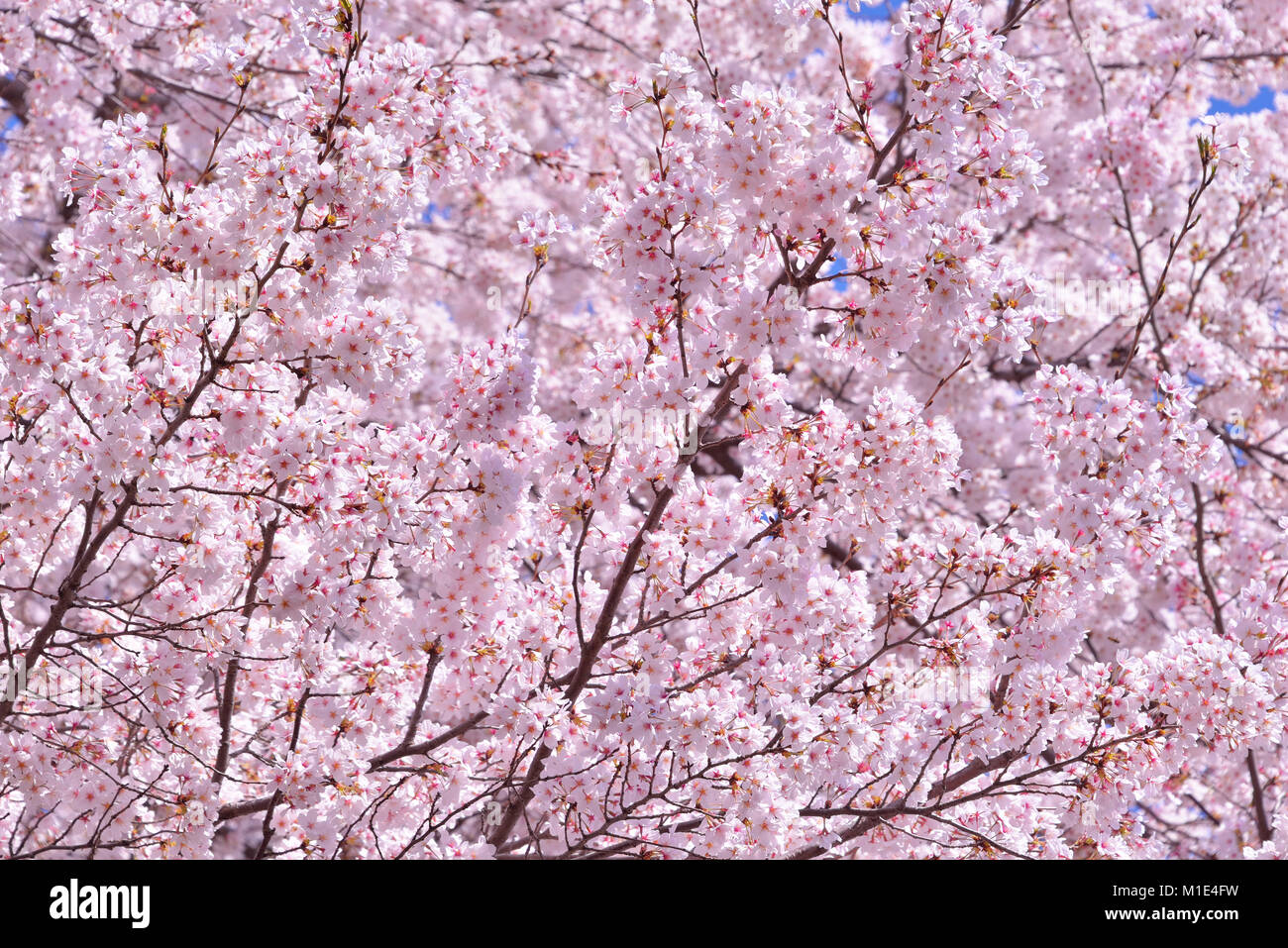 Cherry blossoms in full bloom, Japan Stock Photo
