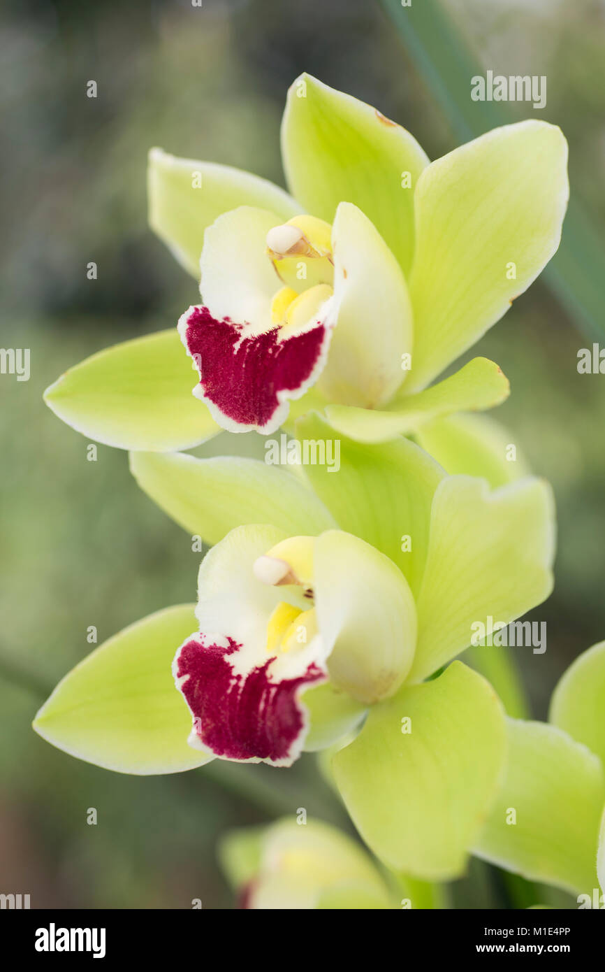 Neon Orchid Flowers Blue Green Colors Stock Photo 1330006817