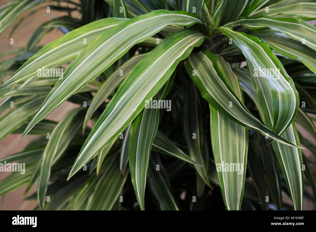 Dracaena deremensis 'Warneckii' Stock Photo