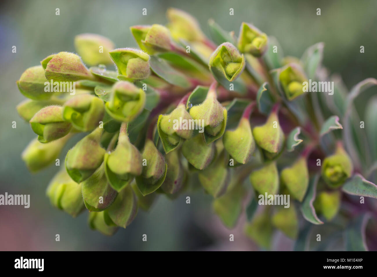 Euphorbia characias subsp. wulfenii 'Shorty' Stock Photo - Alamy