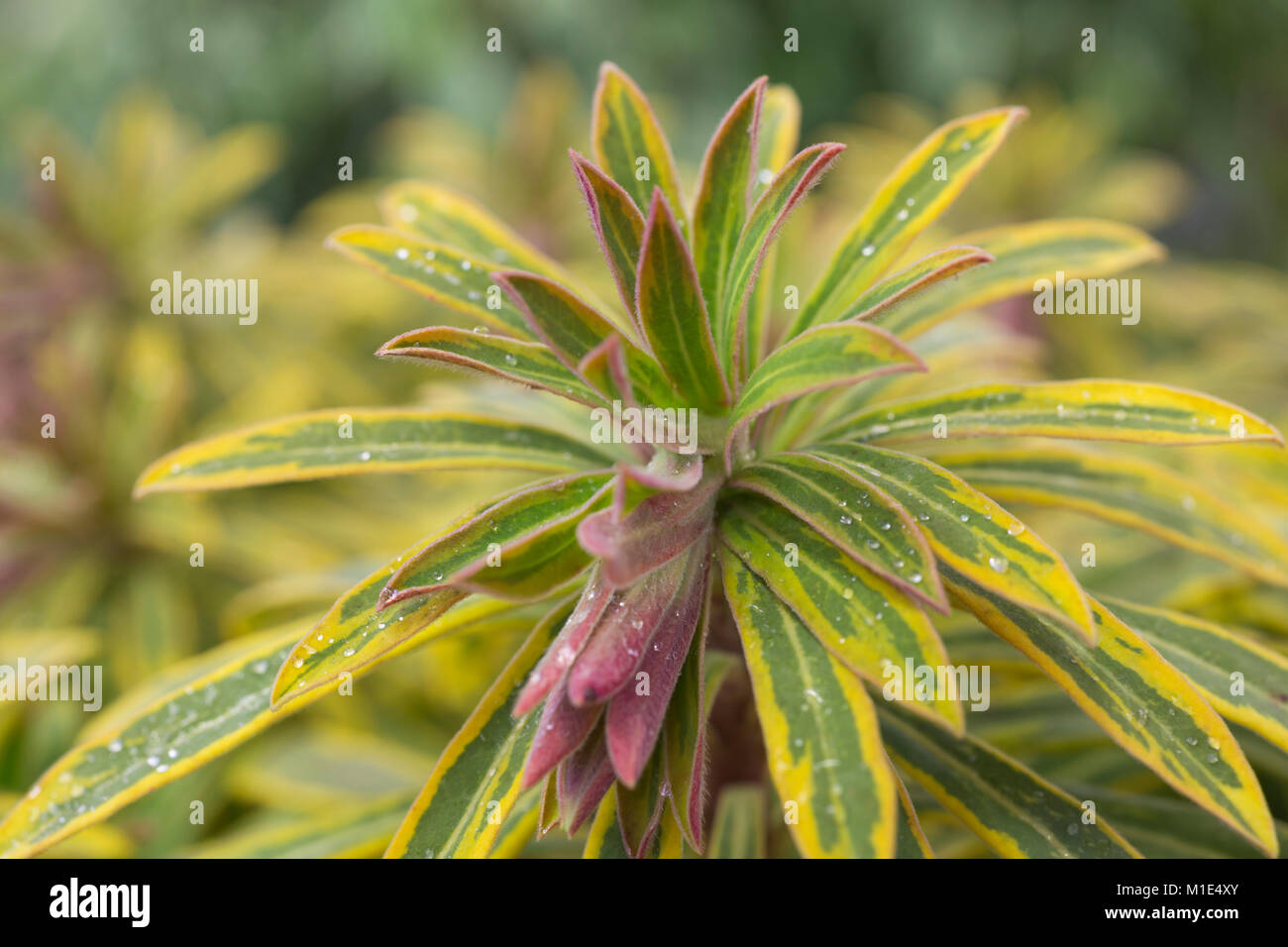Euphorbia x martinii 'Ascot Rainbow' Stock Photo