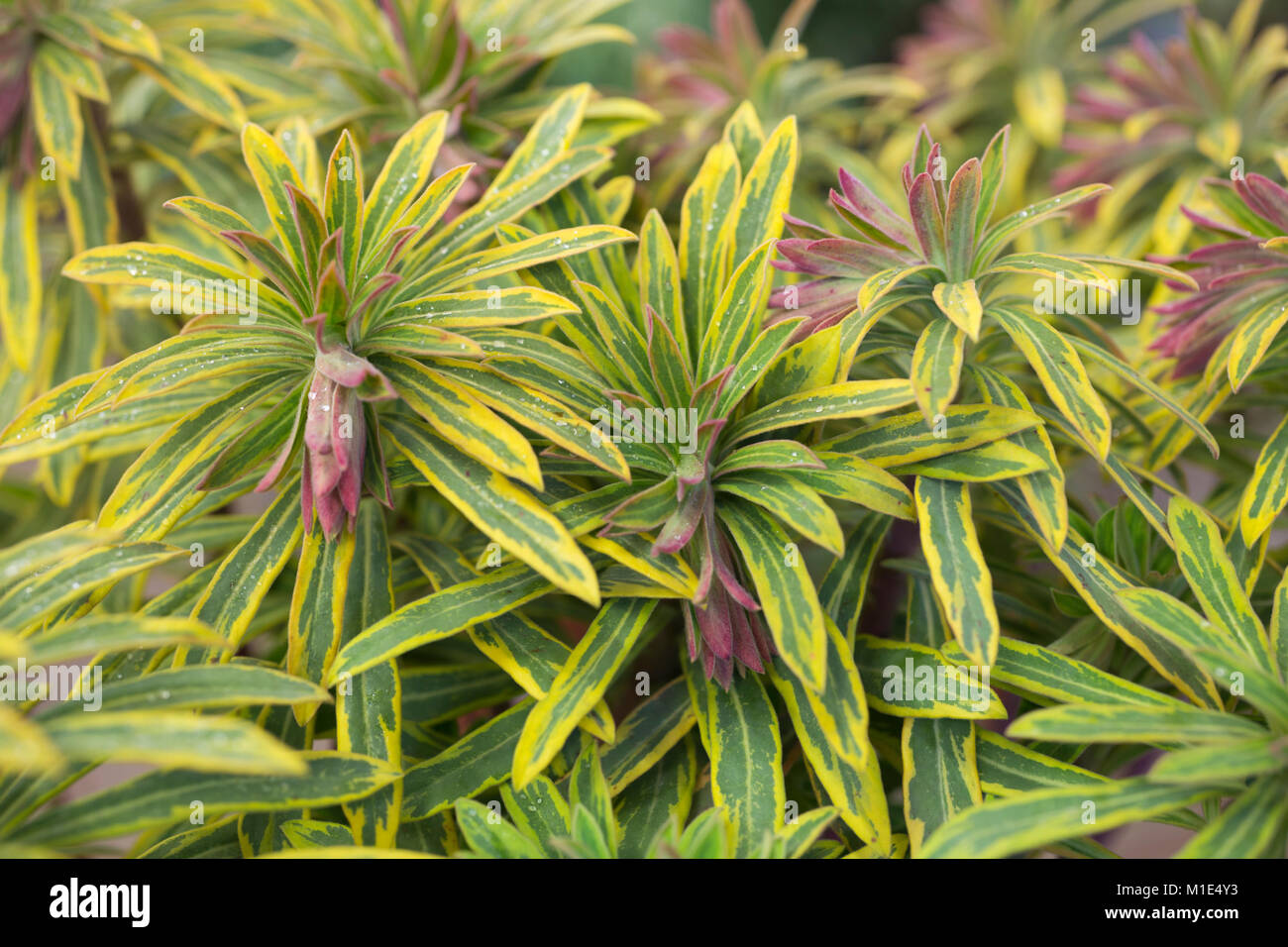 Euphorbia x martinii 'Ascot Rainbow' Stock Photo
