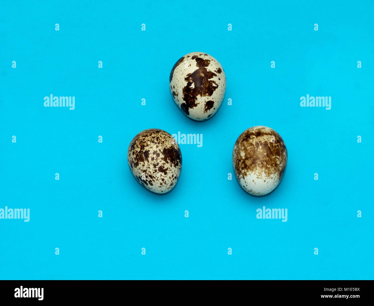 Three Quail eggs isolated on blue background Stock Photo - Alamy