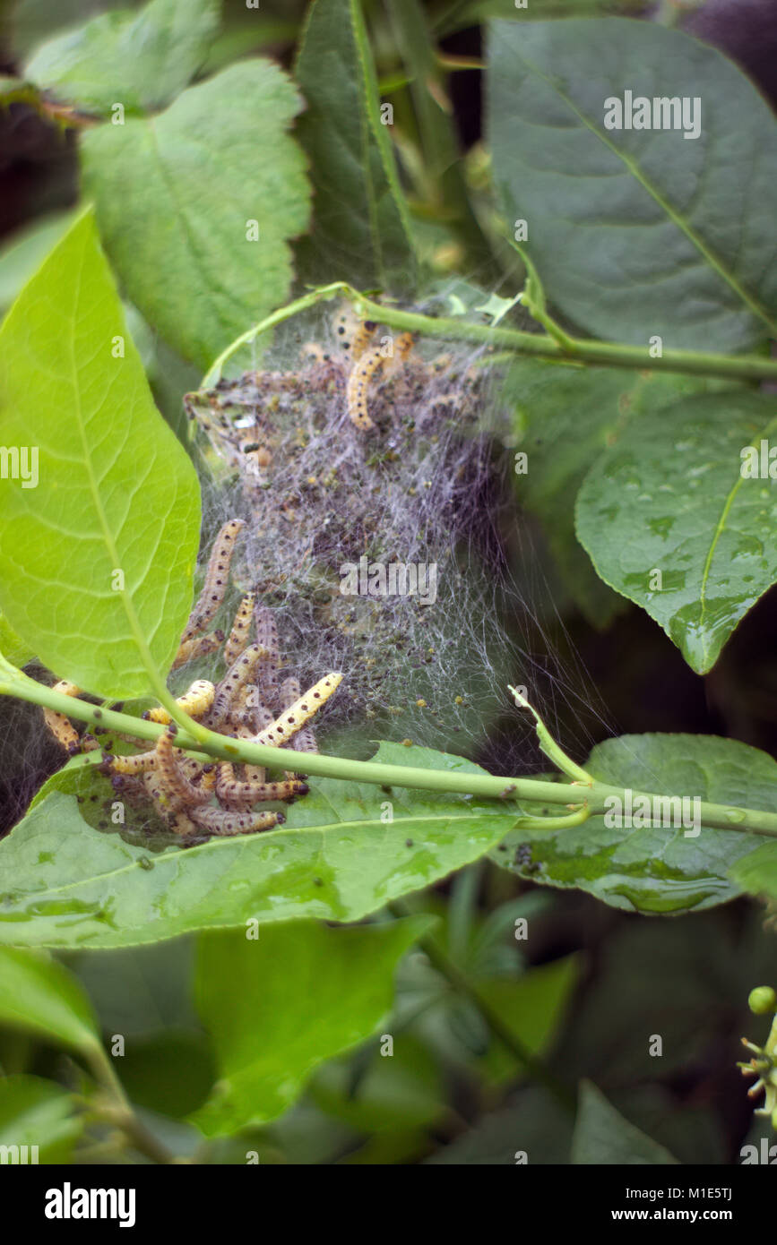 Larvae of the Small Erimine Moth - Yponomeuta padella in a rural hedge  Stock Photo - Alamy