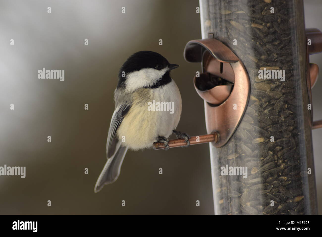 Black Capped Chickadee Stock Photo - Alamy