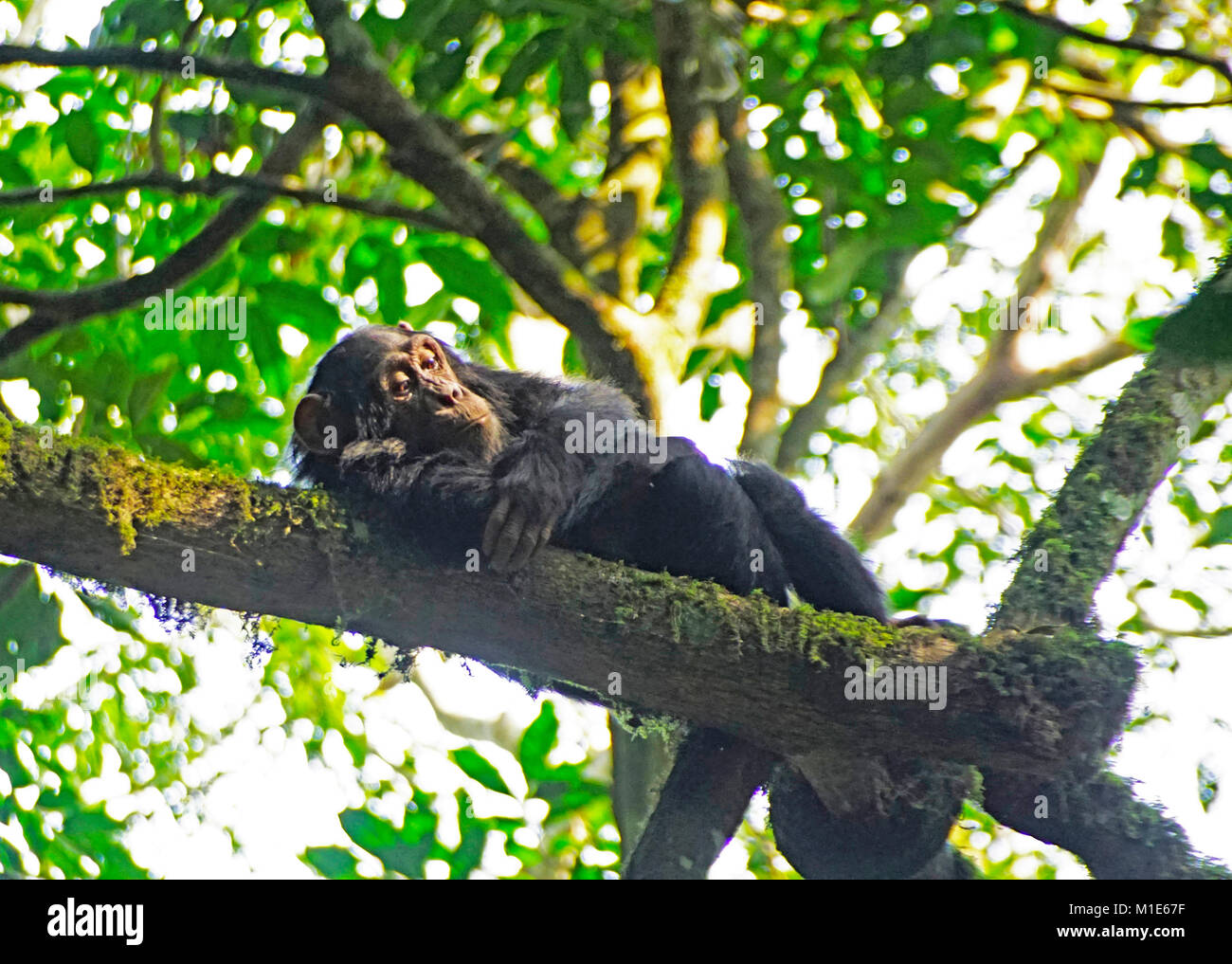 Young chimpanzee relaxing in tree in forest at Kibale National Park. Stock Photo