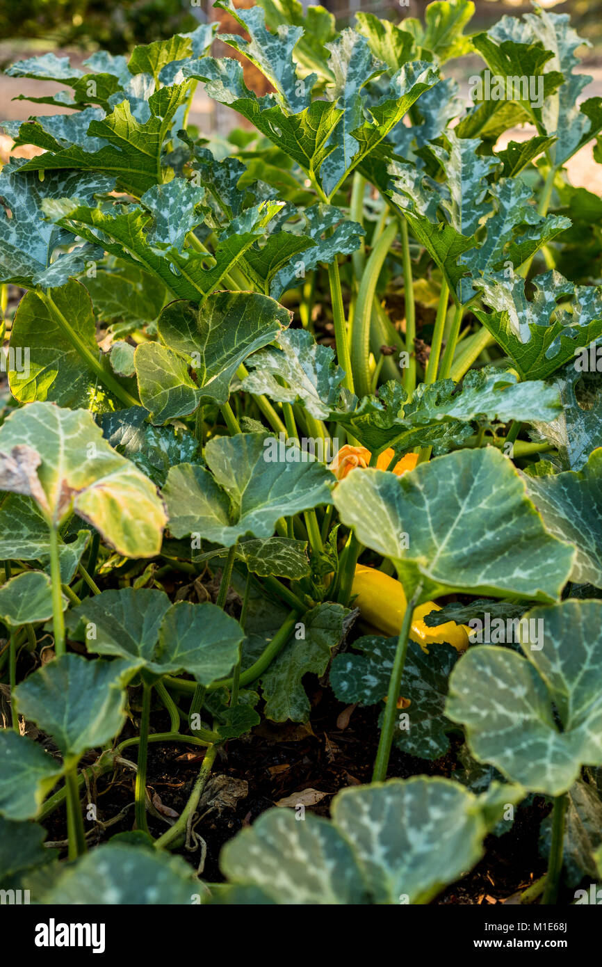 Golden zucchini growing in backyard veggie patch with pumpkins Stock Photo