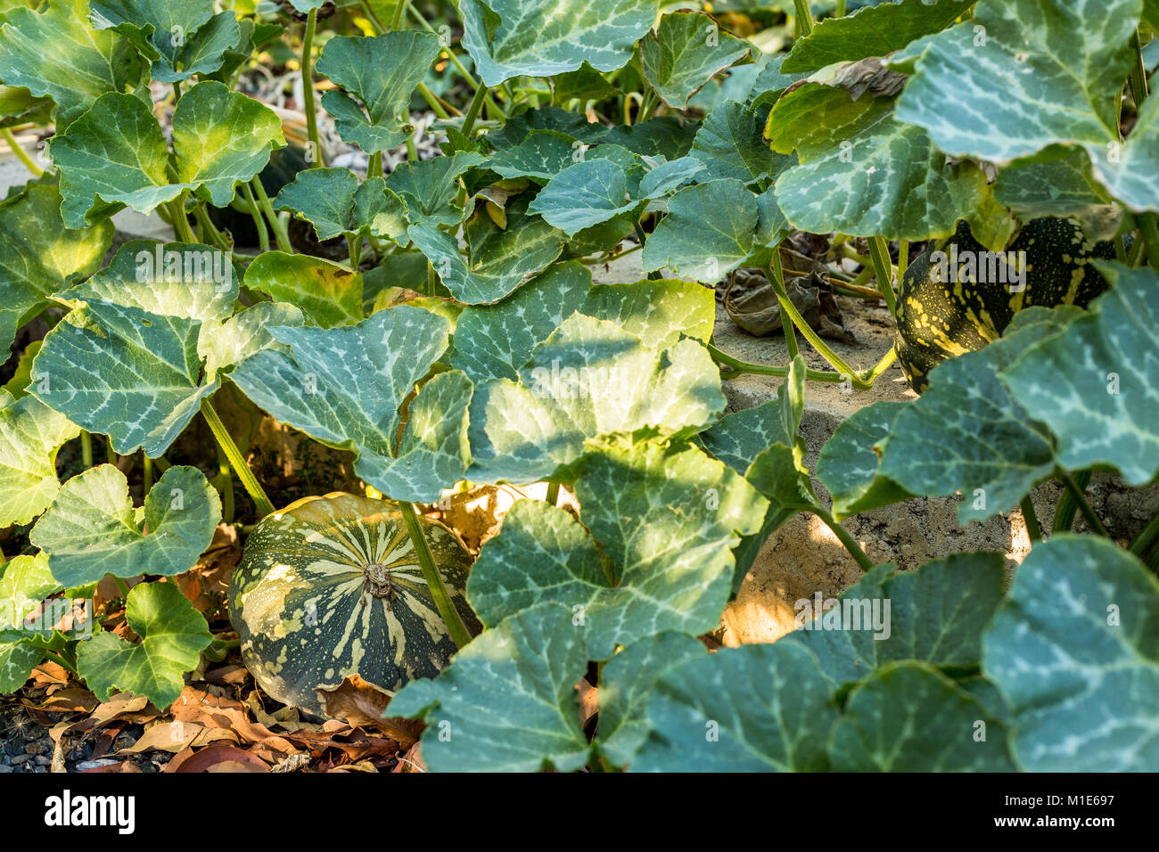 Kent pumpkins growing in backyard vegetable garden Stock Photo