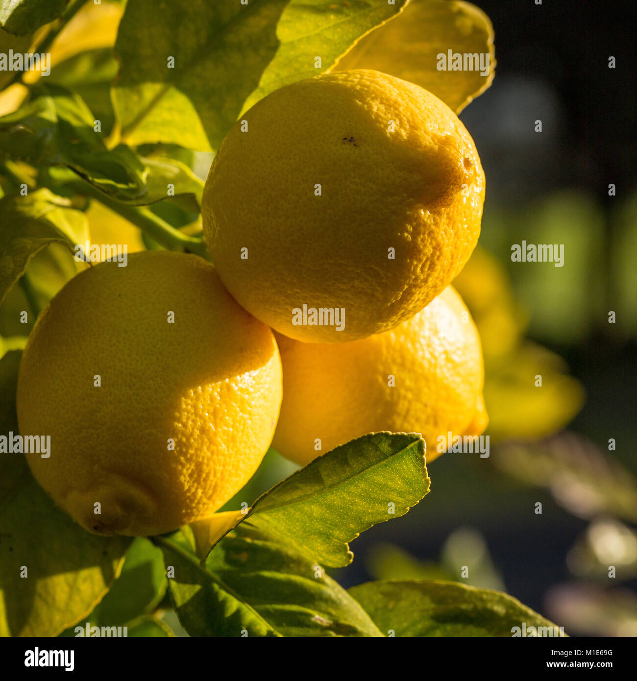 Lemons growing on a backyard tree in the late afternoon light Stock Photo