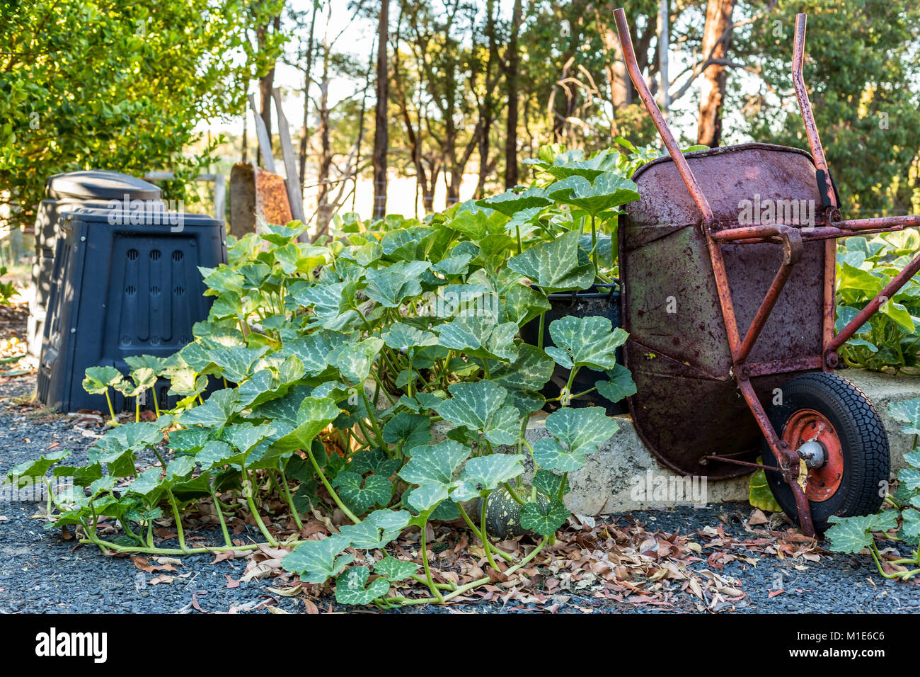 Summer vegetable garden with wheelbarrow and compost bins Stock Photo