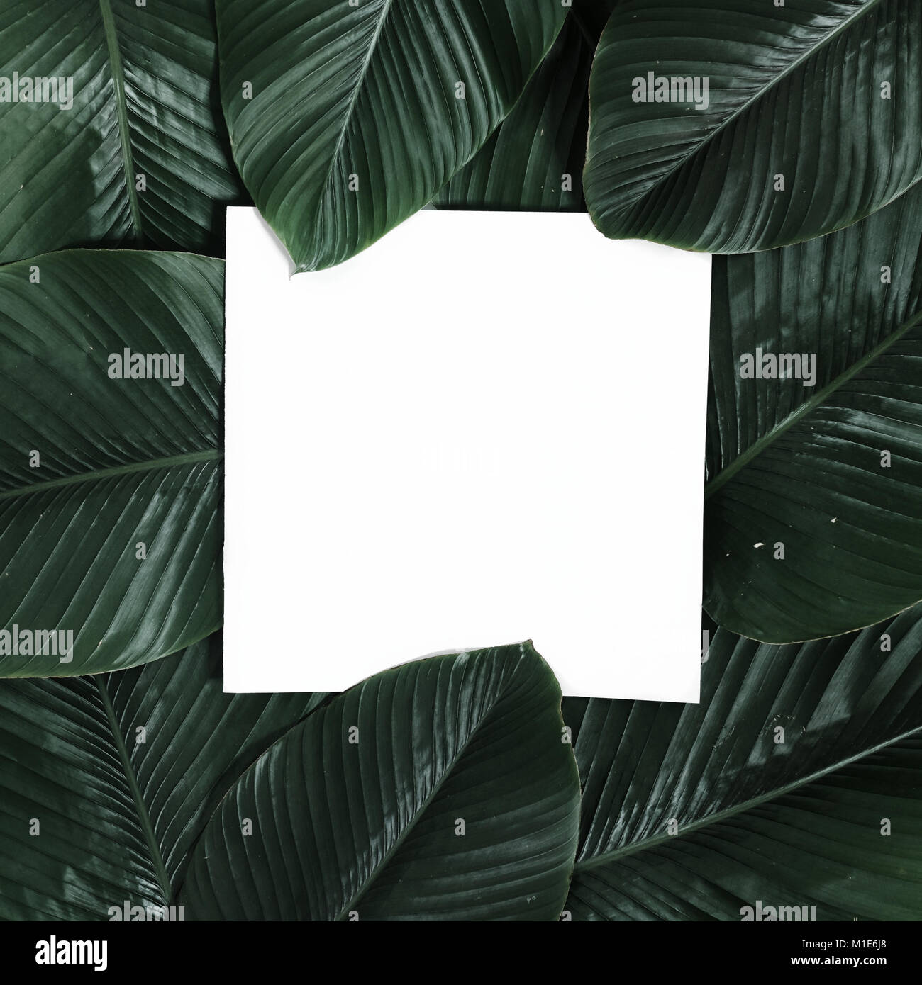 Creative tropical green leaves layout with copy space. Nature spring ...