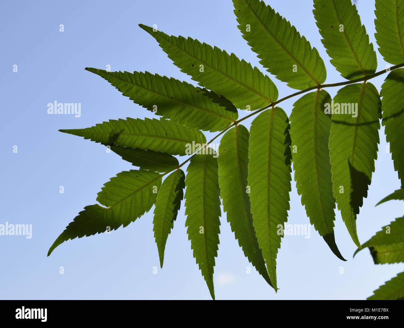 Sumac tree hires stock photography and images Alamy