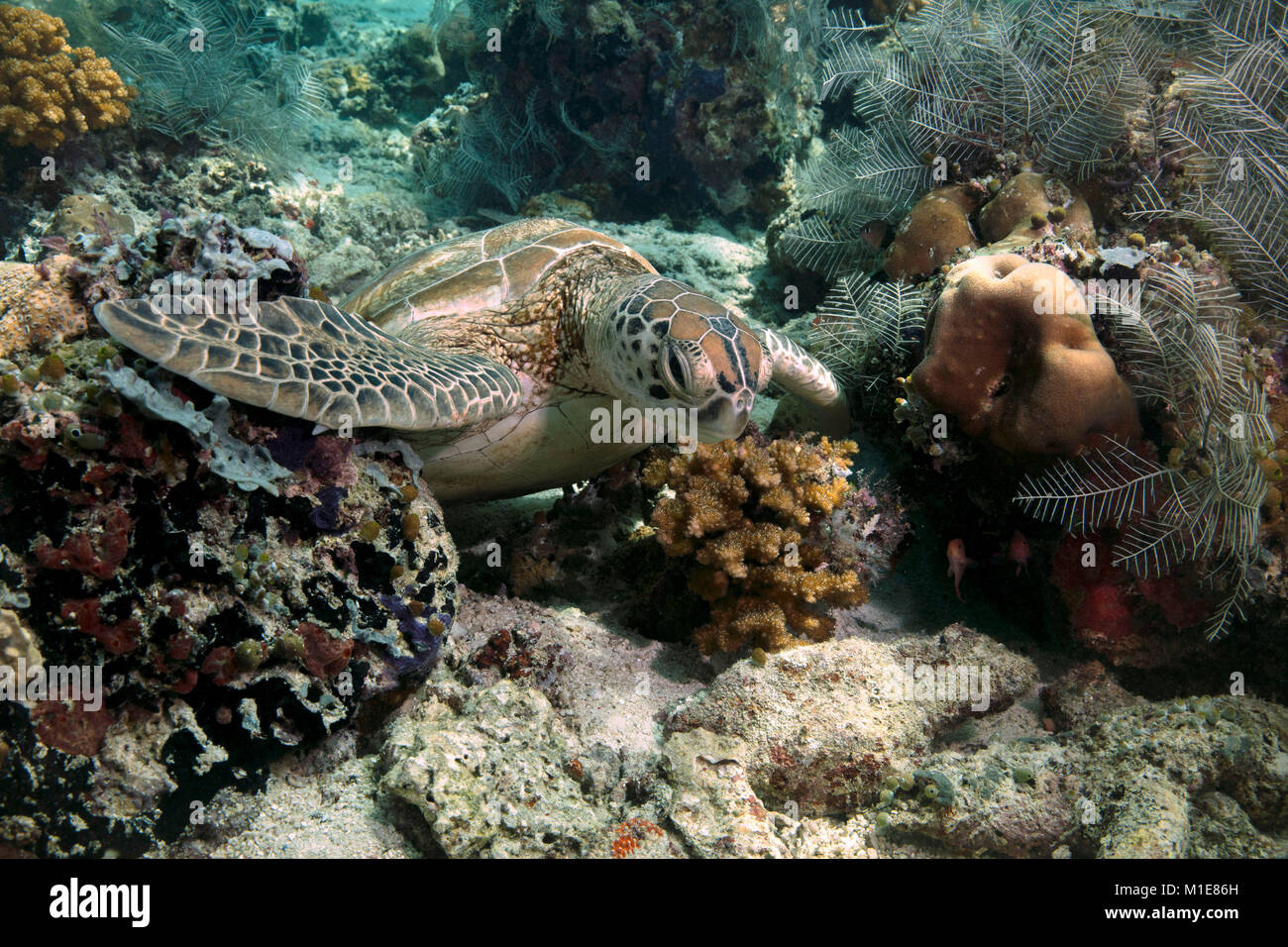 Green sea turtle (Chelonia mydas) in the Celebes sea. Sipadan Island, Malaysia Stock Photo