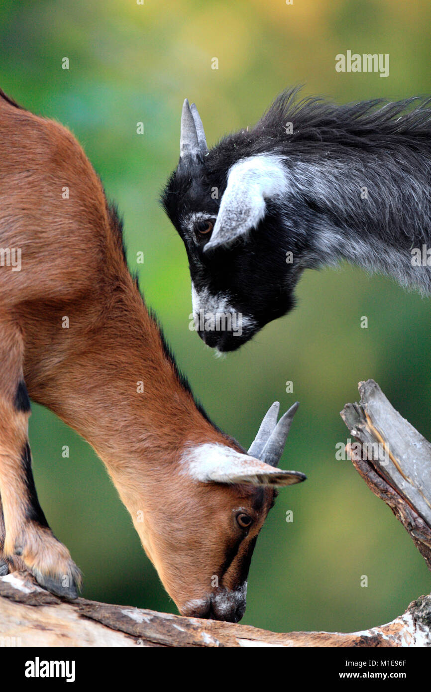 Pair of juvenile African Pygmy goats in zoological garden Stock Photo