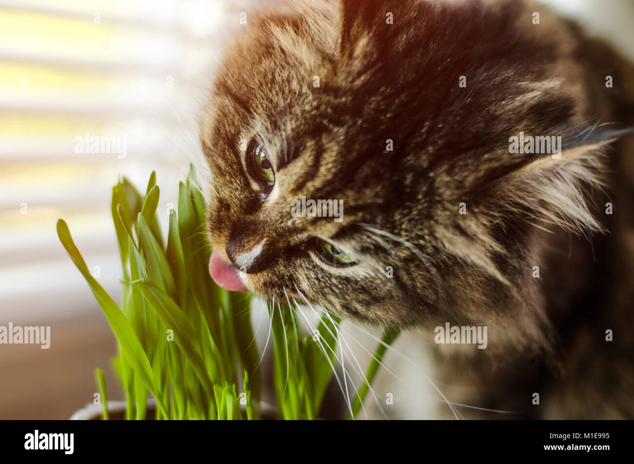 Cat eat grass, animal Stock Photo Alamy
