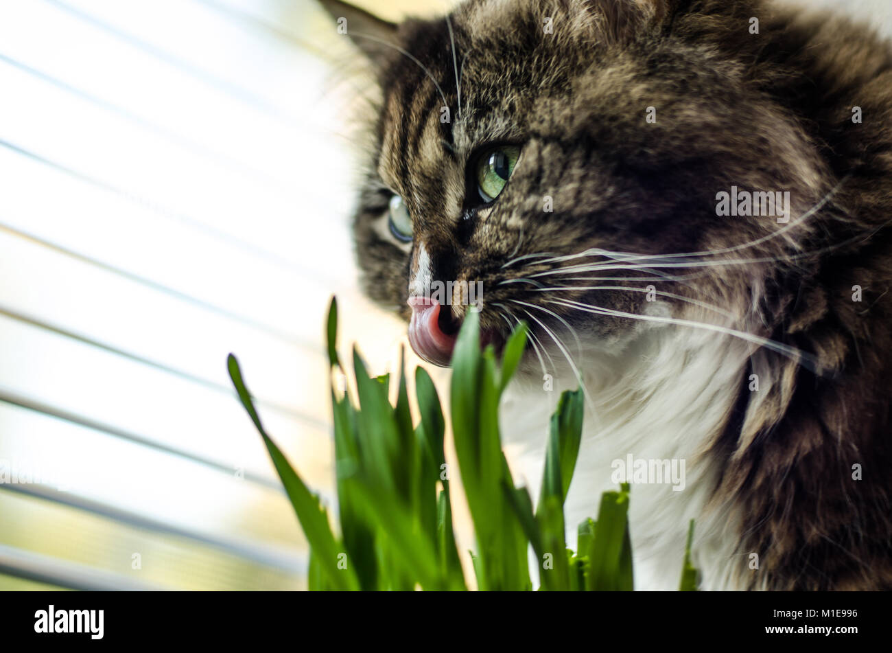 Cat eat grass Stock Photo Alamy