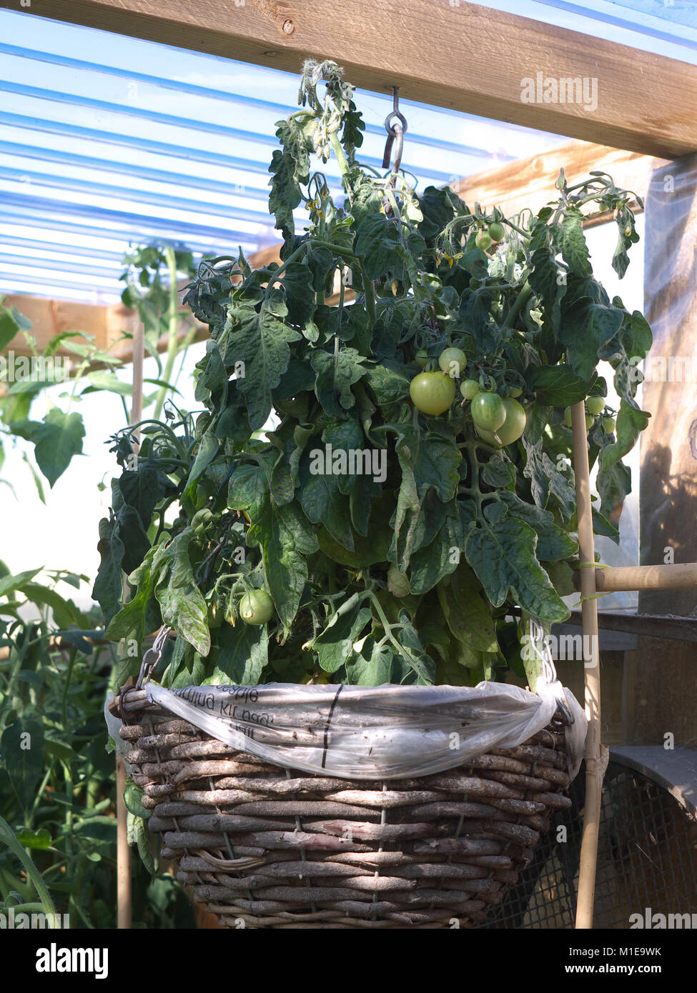 Greenhouse basket hanging tomato green unripe mablethorpe lincolnshire