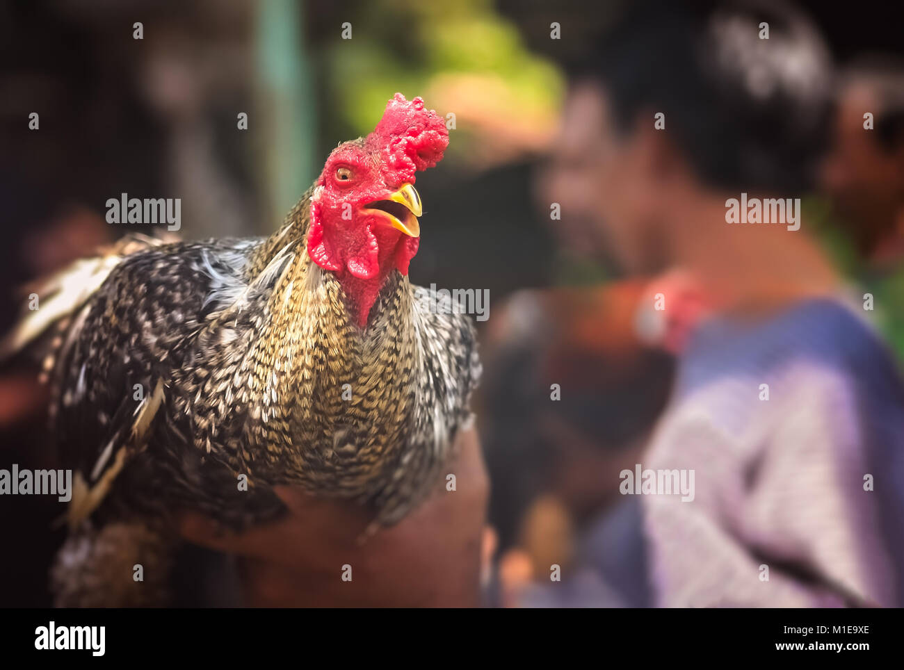 Rooster held in a hand by his owner ready for fighting in the illegal cockfights that take place on the Indonesian island of Bali, Asia Stock Photo