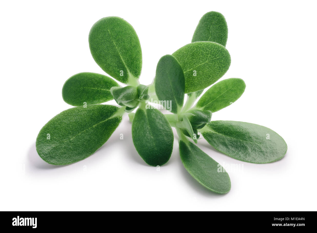 Common purslane (Portulaca oleracea) leaves. Clipping paths, shadow separated Stock Photo