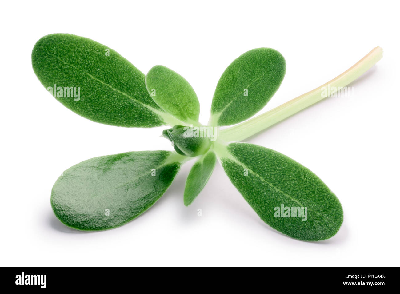 Common purslane (Portulaca oleracea) leaves. Clipping paths, shadow separated Stock Photo