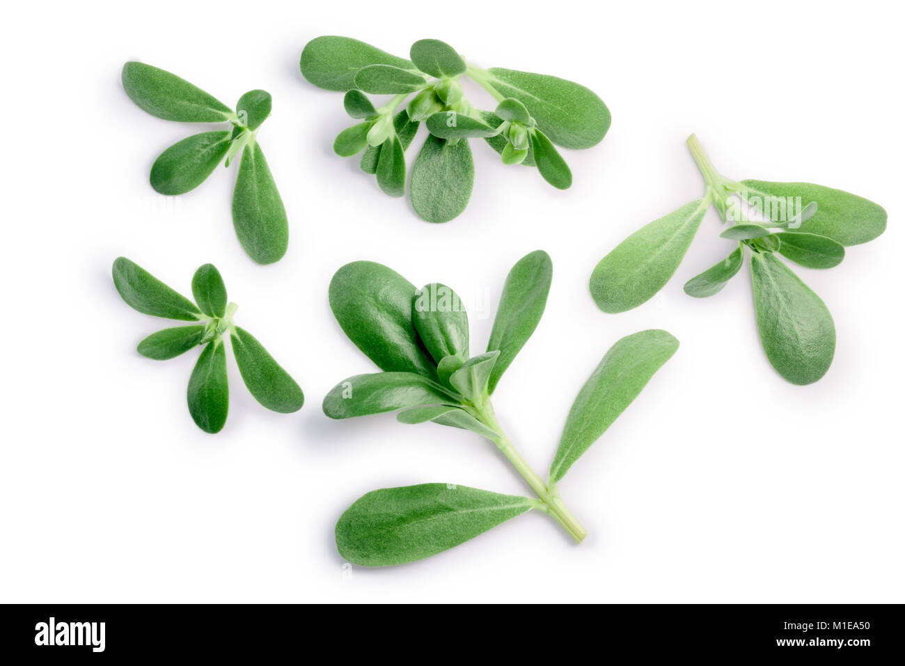 Common purslane (Portulaca oleracea) tops. Clipping path, top view, shadow separated Stock Photo