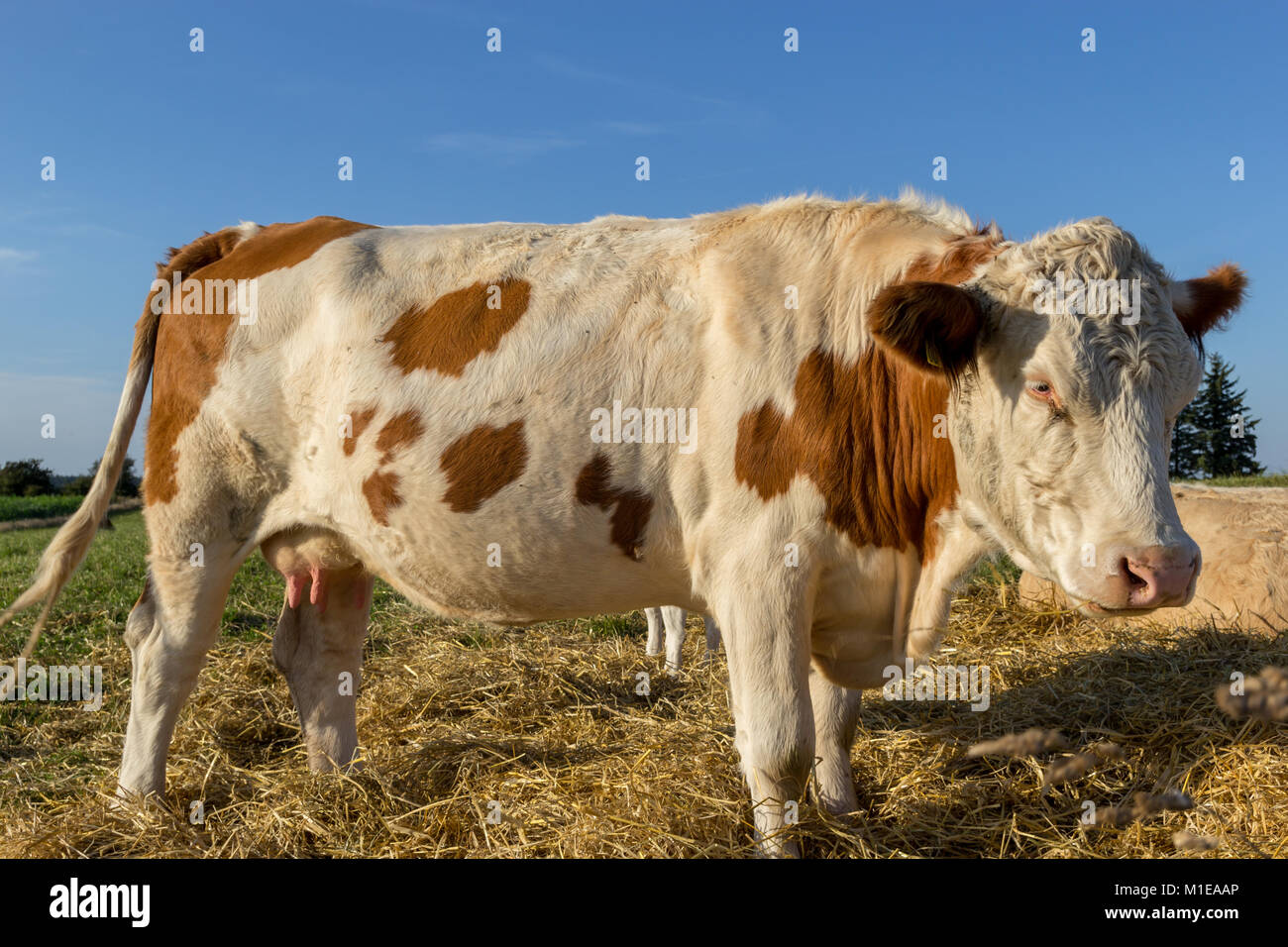 Cow, white and brown; Fur, Denmark Stock Photo