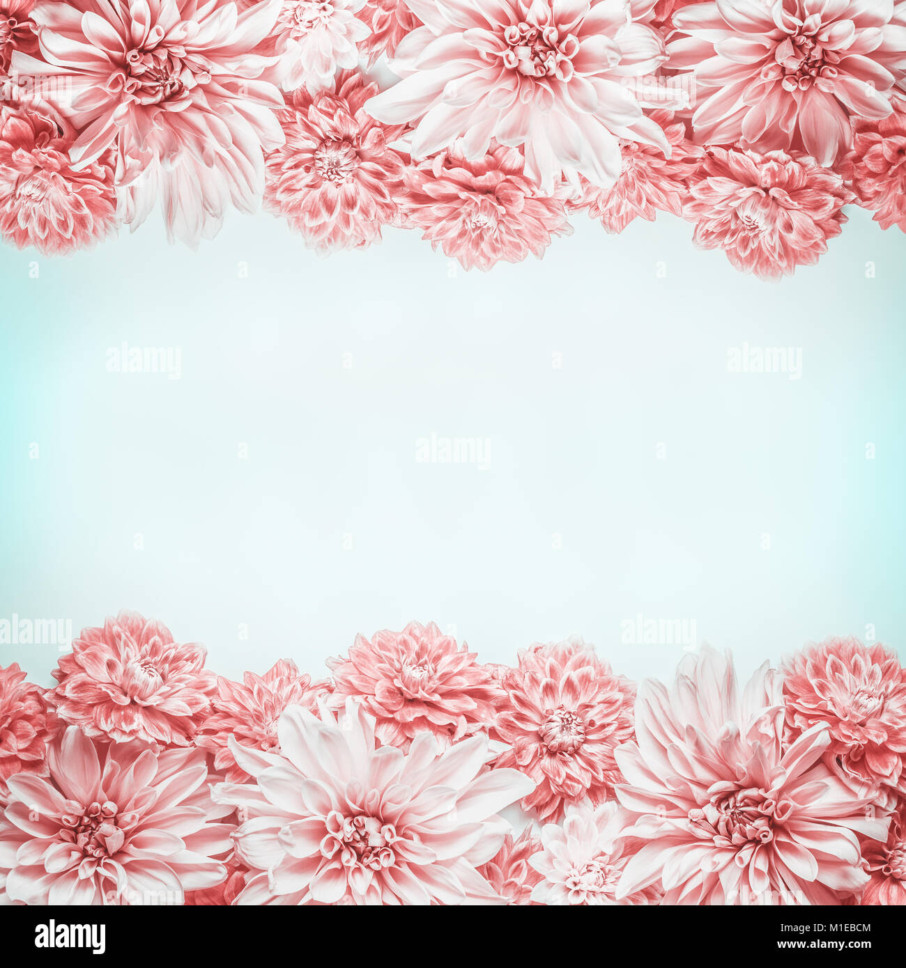 Pastel pink flowers frame on pale blue background, top view. Floral ...