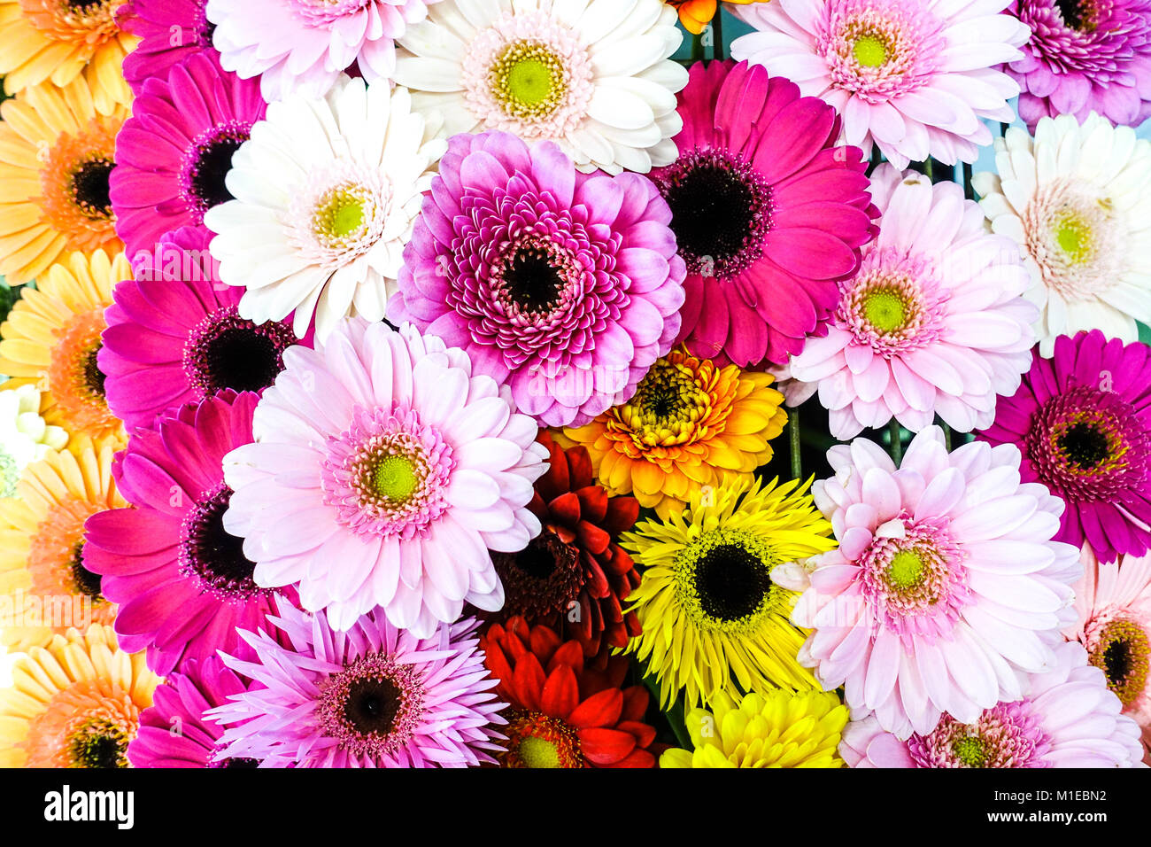 Colorful gerberas Stock Photo