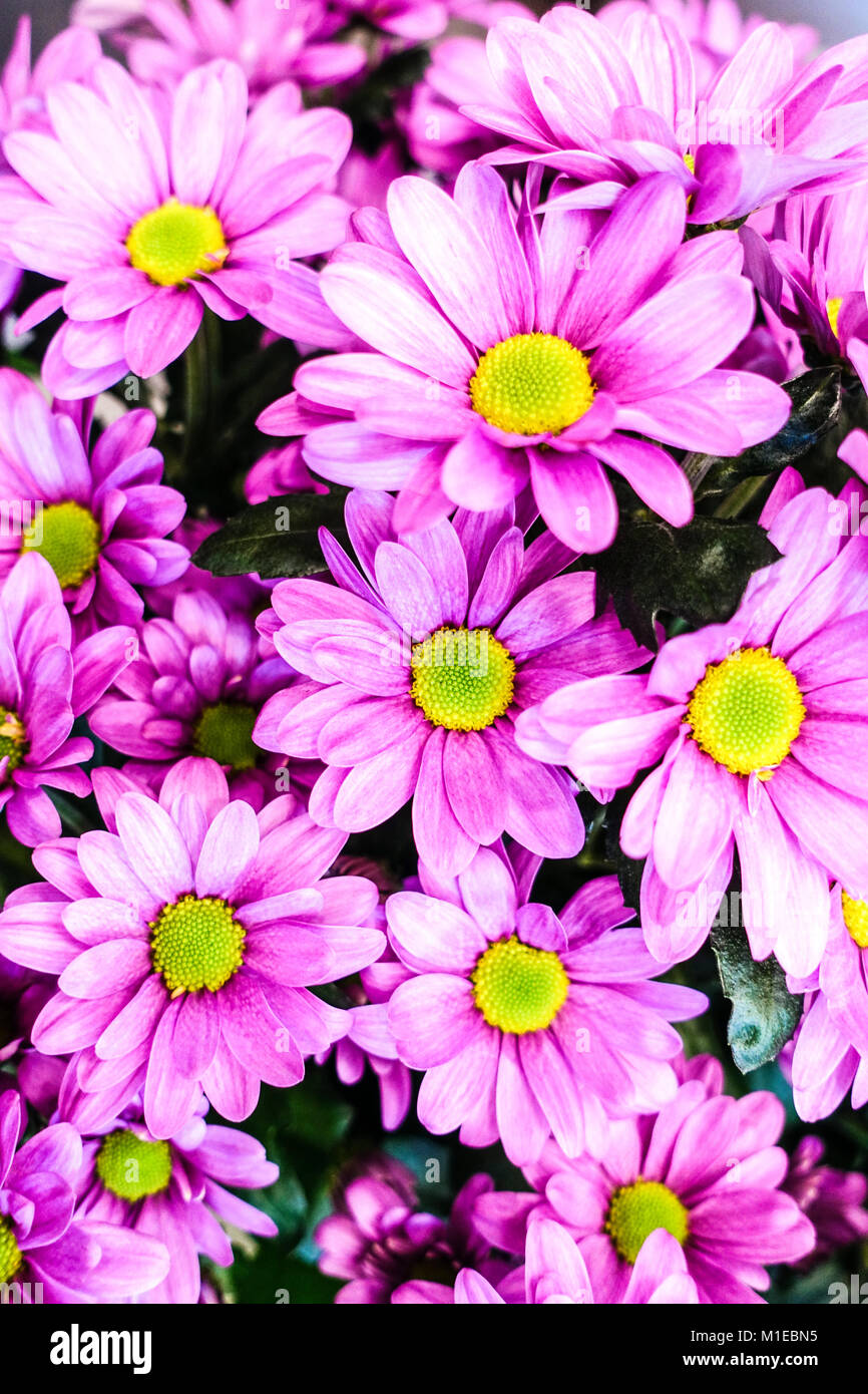 Chrysanthemum cut flowers hires stock photography and images Alamy