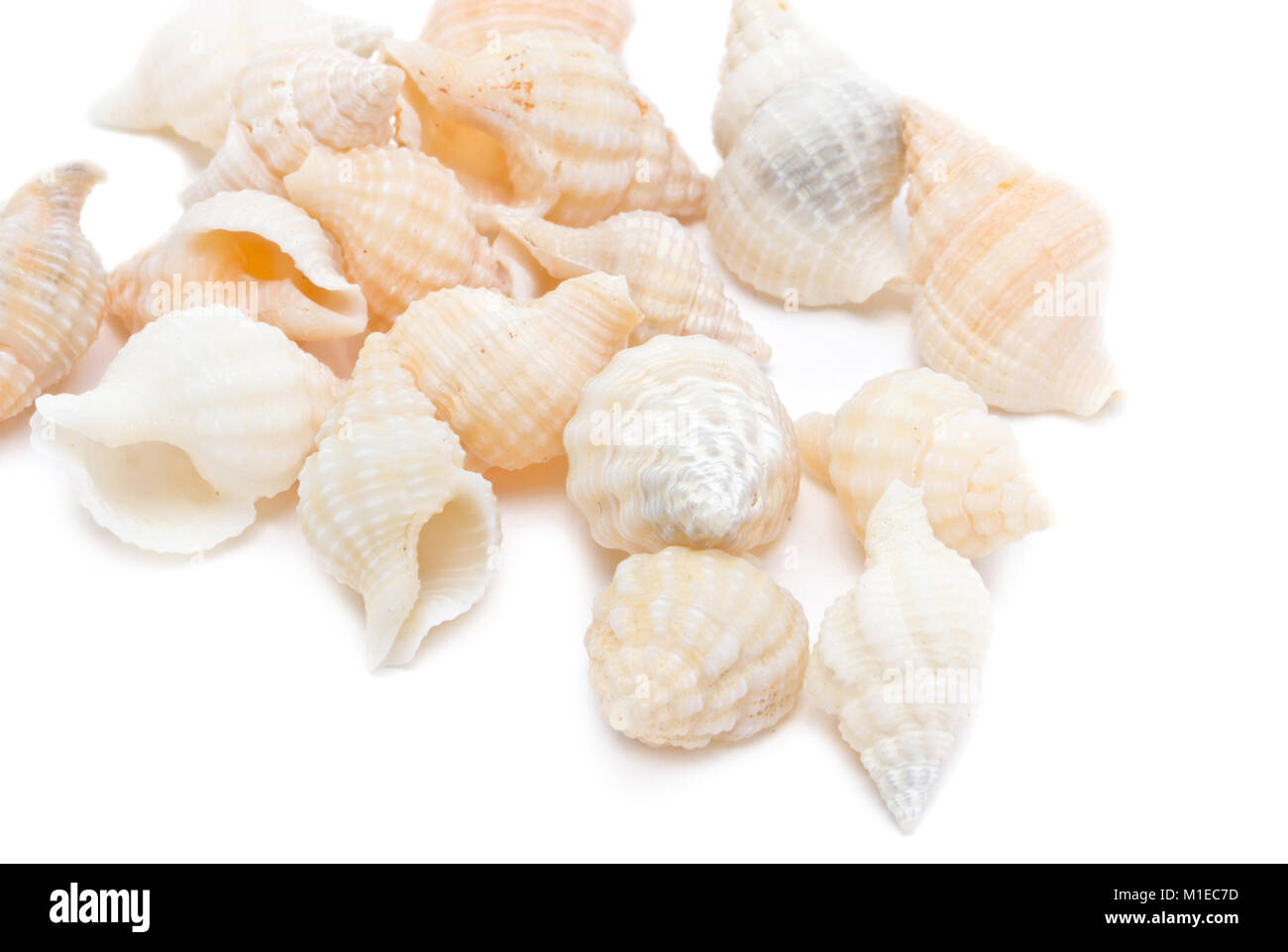 Sea shells isolated on white background Stock Photo - Alamy