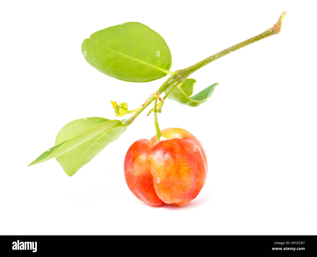 Barbados cherry isolated on white. Stock Photo
