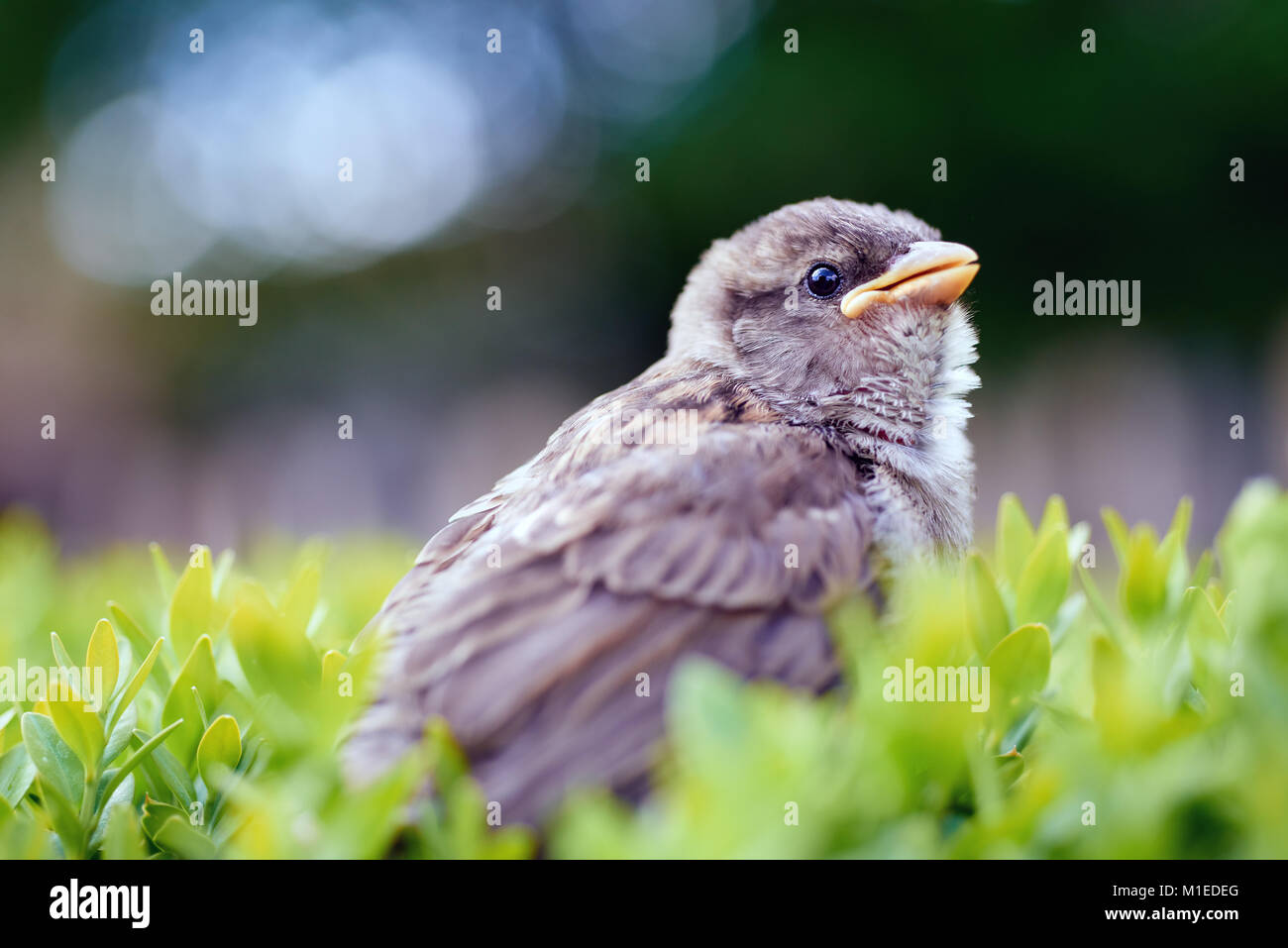 Baby sparrow on a bush, text space Stock Photo
