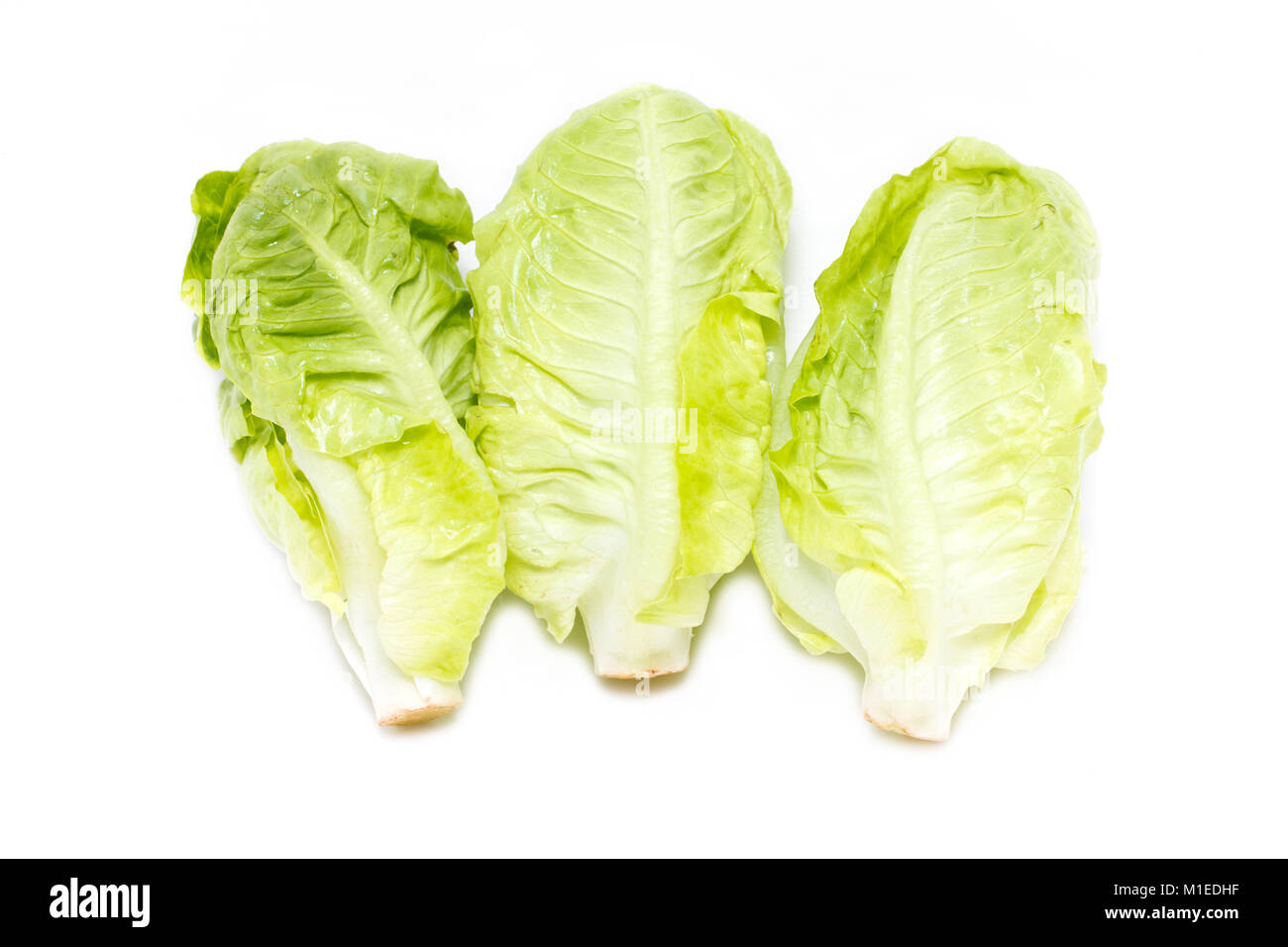 Baby Cos lettuce isolated on white. Stock Photo