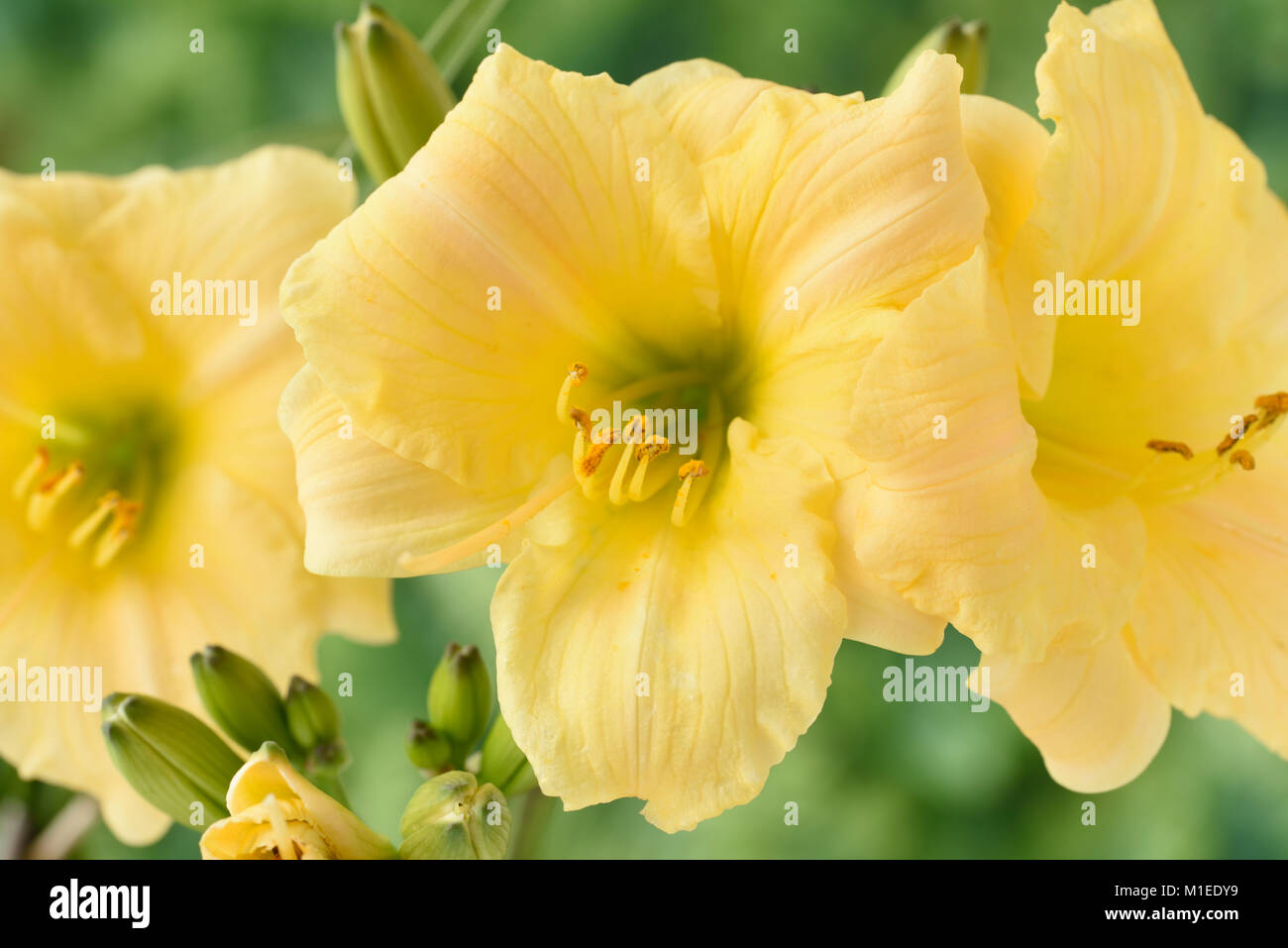 Hemerocallis  Daylily Stock Photo