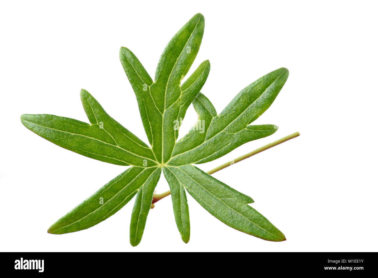 Geranium leaf Stock Photo