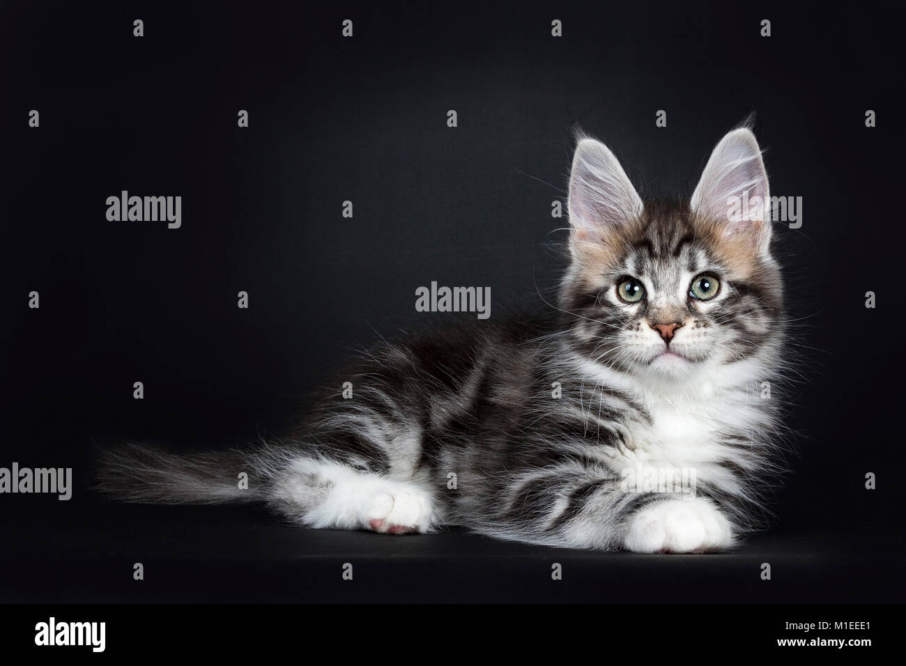 Female black silver tabby Maine Coon cat / kittenlaying side ways