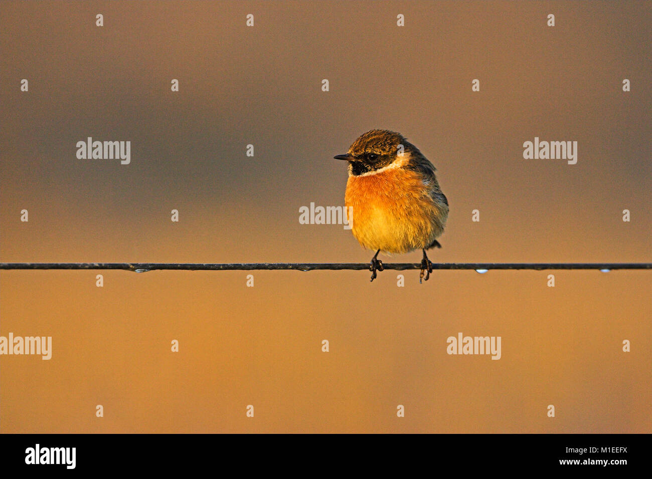 Common Stonechat Male Winter High Resolution Stock Photography and ...