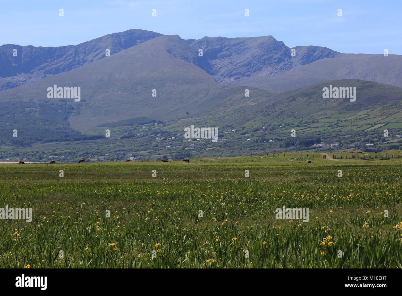 wild meadow field with mount brandon in background in background Stock Photo