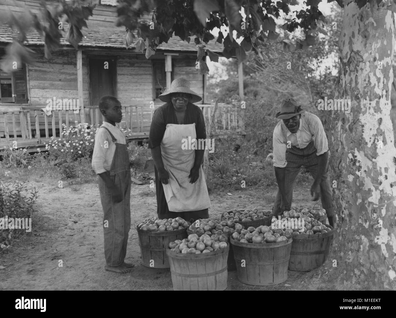 African-American family of farmers with containers filled with tomatoes standing in front of farmhouse, Beau Fort, South Carolina, USA, 1940. From the New York Public Library. () Stock Photo