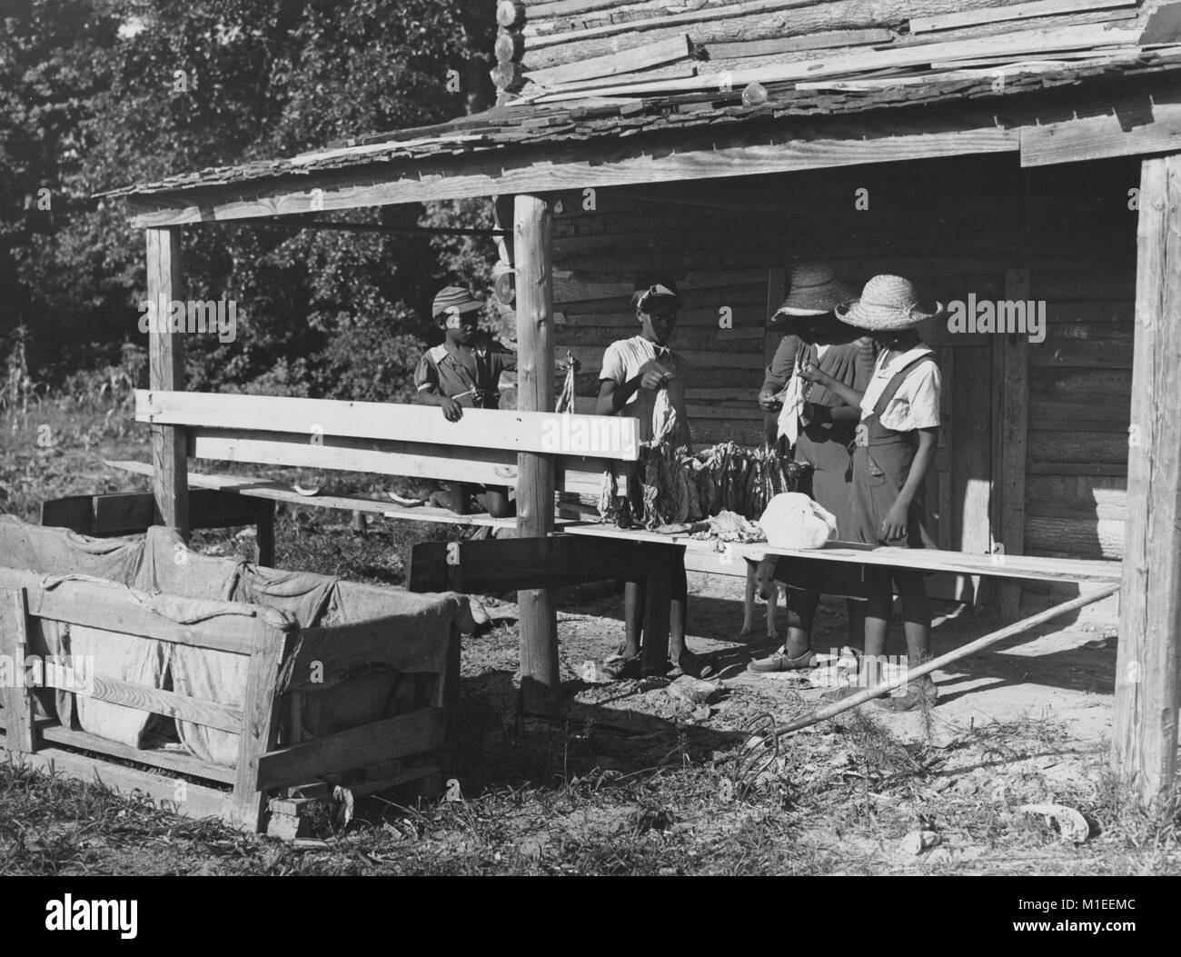 African-American family working at tobacco harvest on porch of wooden hut, manning, Clarendon County, South Carolina, USA, 1940. From the New York Public Library. () Stock Photo