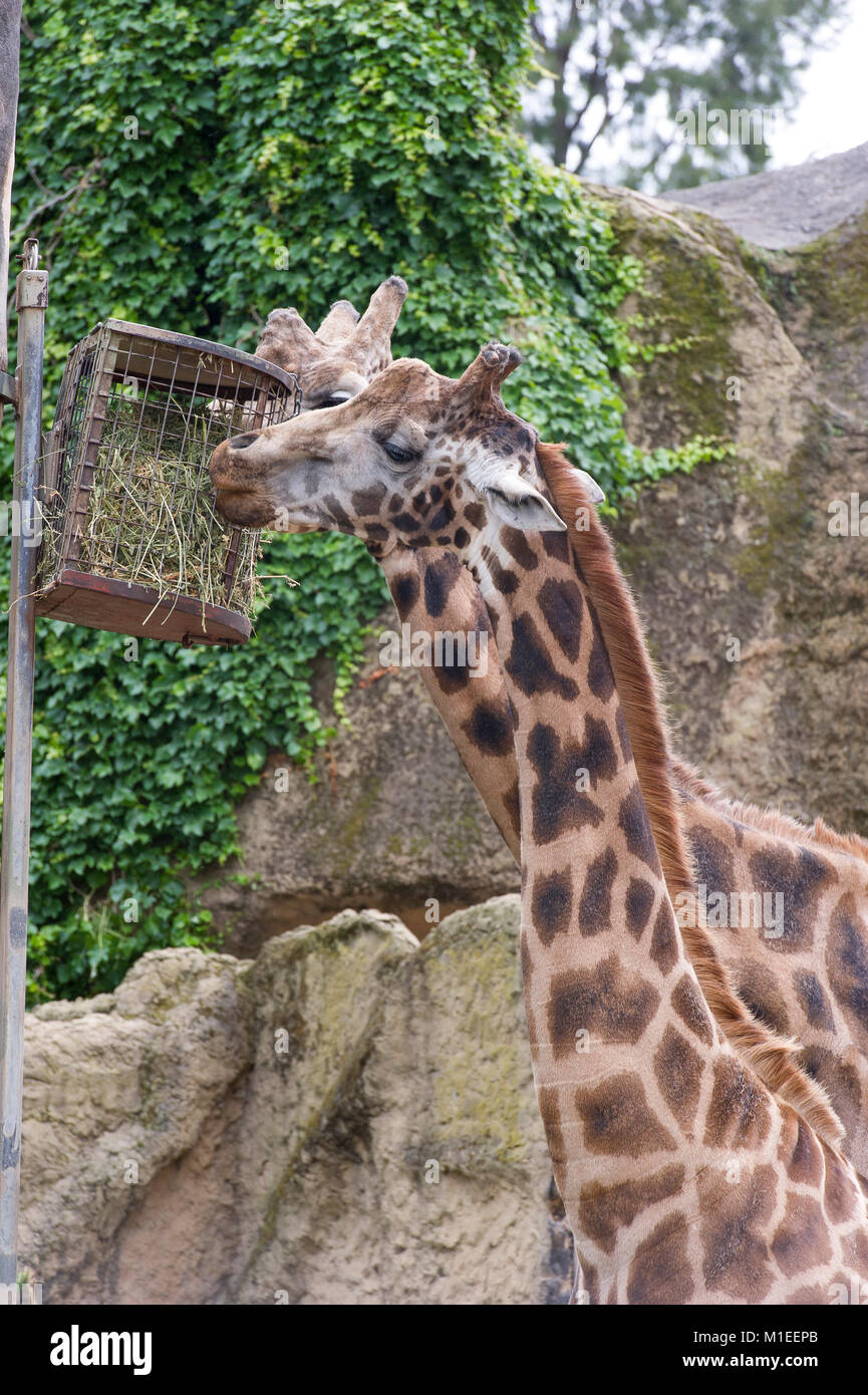 Two giraffes eating grass at Melbourne Zoo, Victoria, Australia Stock Photo
