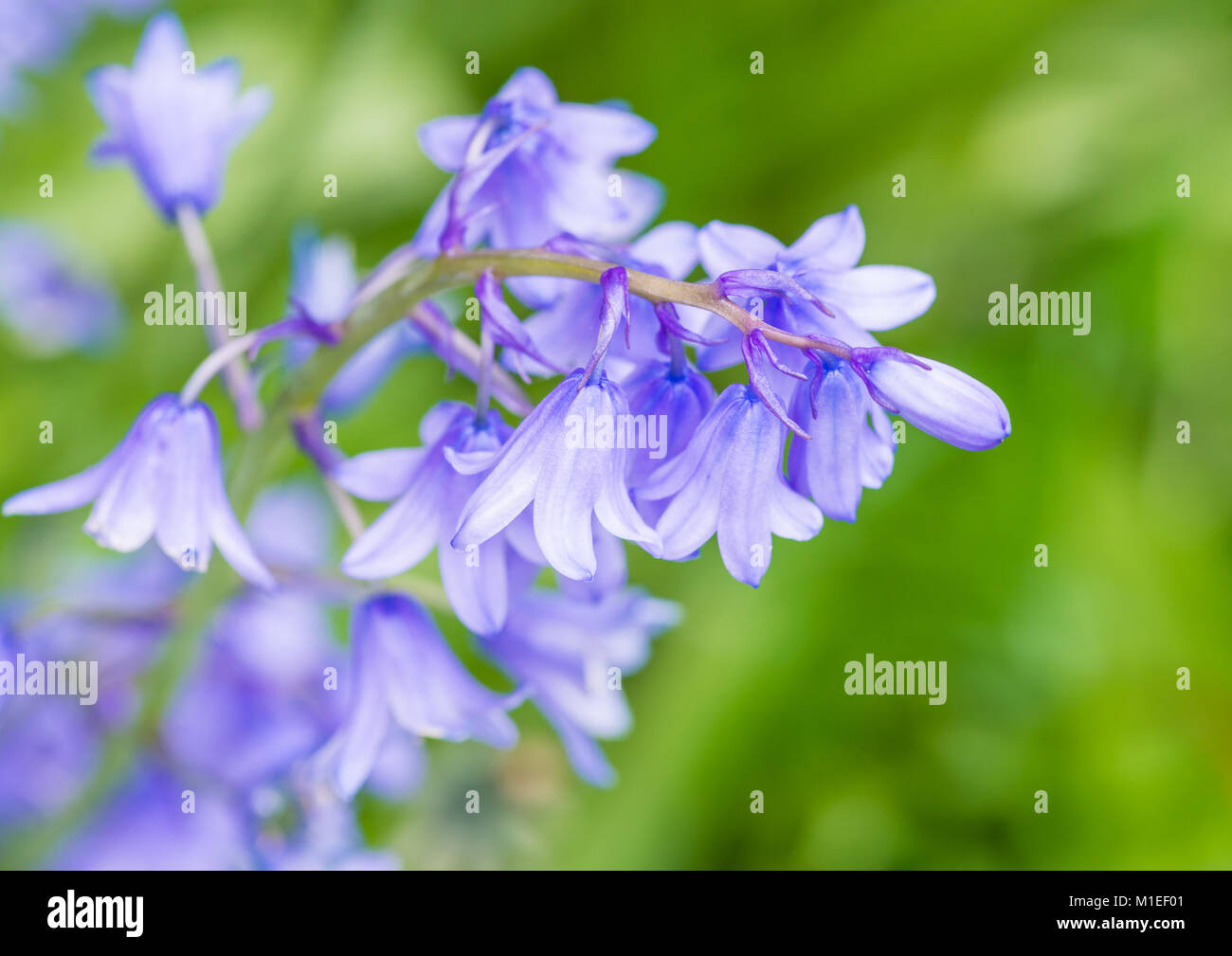 Close up blue bell flower hires stock photography and images Alamy