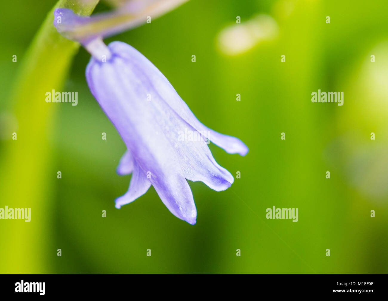 A macro shot of a single bluebell bloom. Stock Photo