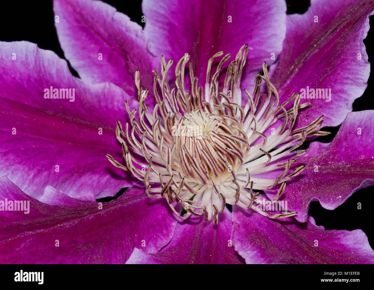 A close-up of a Dr Ruppel clematis bloom. Stock Photo