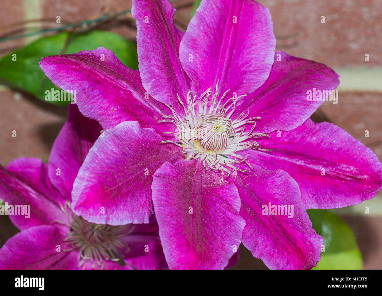 A macro shot of a Dr Ruppel clematis bloom. Stock Photo