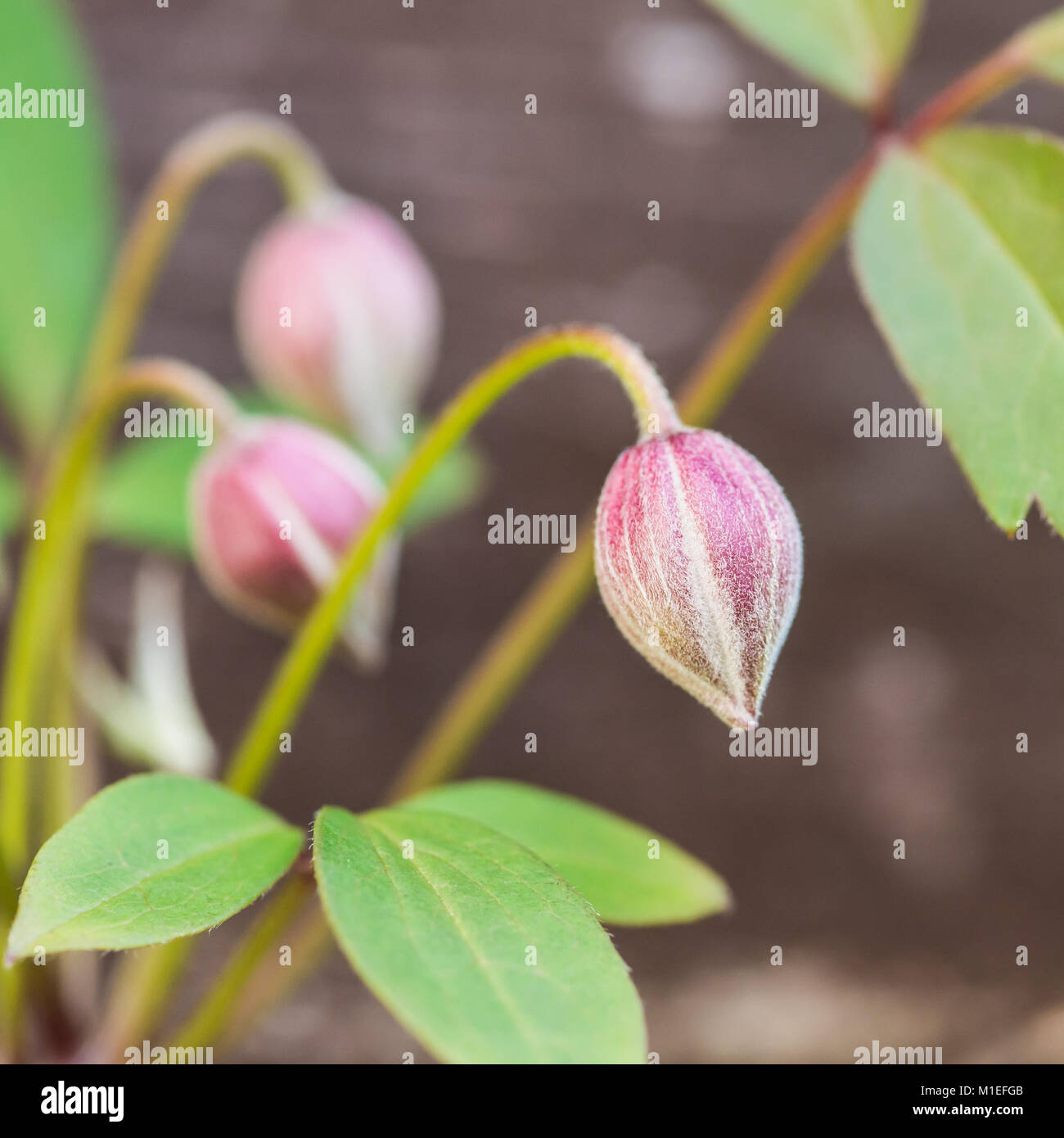 Clematis buds hires stock photography and images Alamy