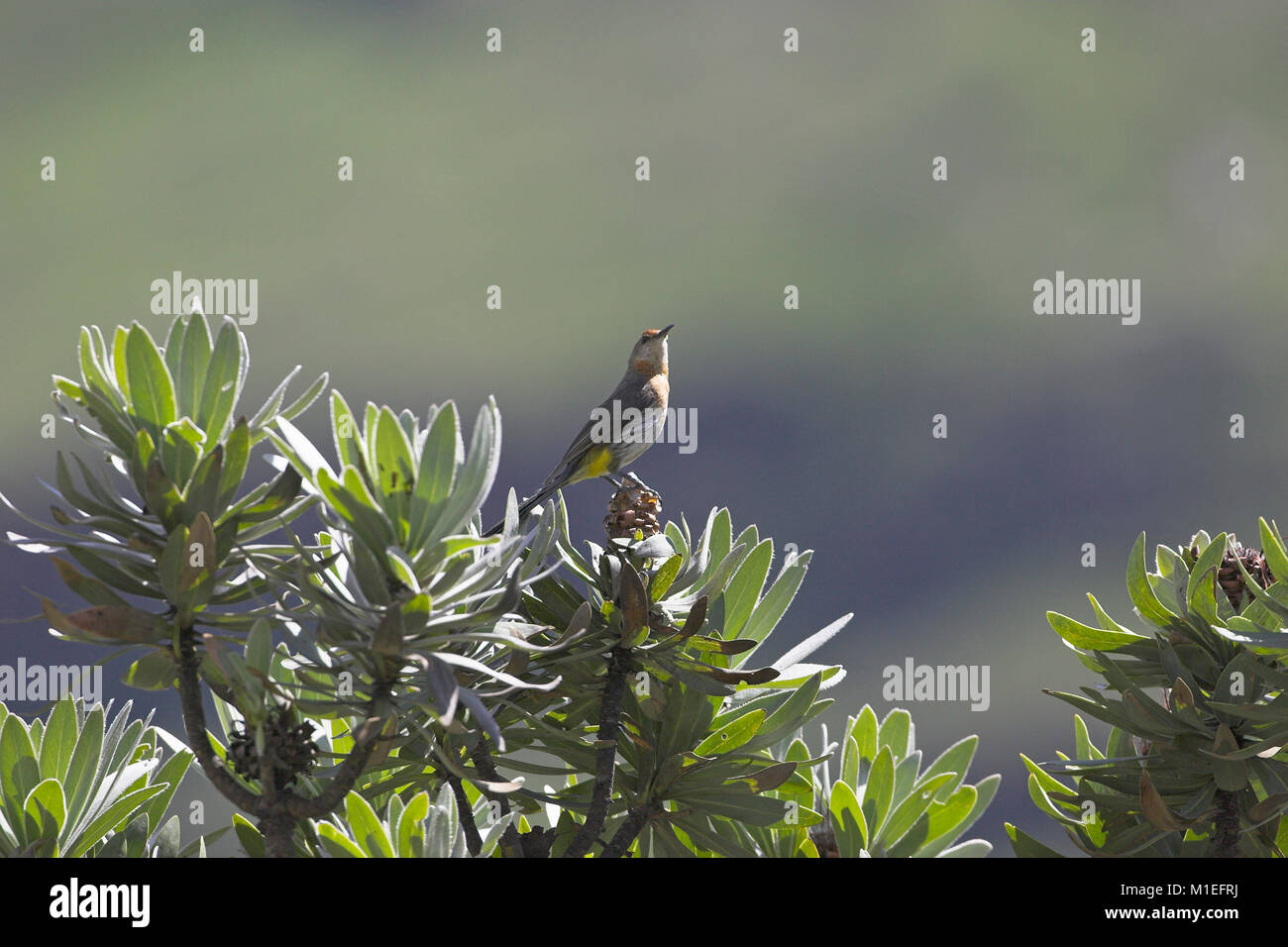 Gurney's sugarbird Promerops gurneyi Lesotho Stock Photo