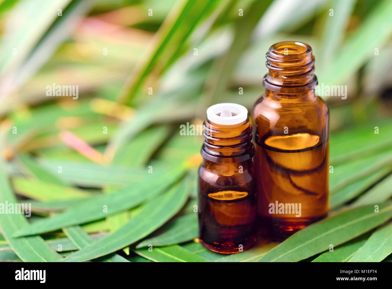 Eucalyptus essential oil on the eucalyptus leaves background Stock Photo