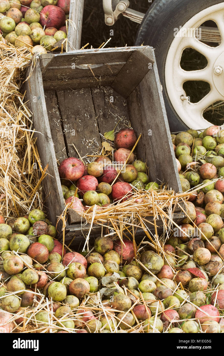 Cider apple harvest. Stock Photo