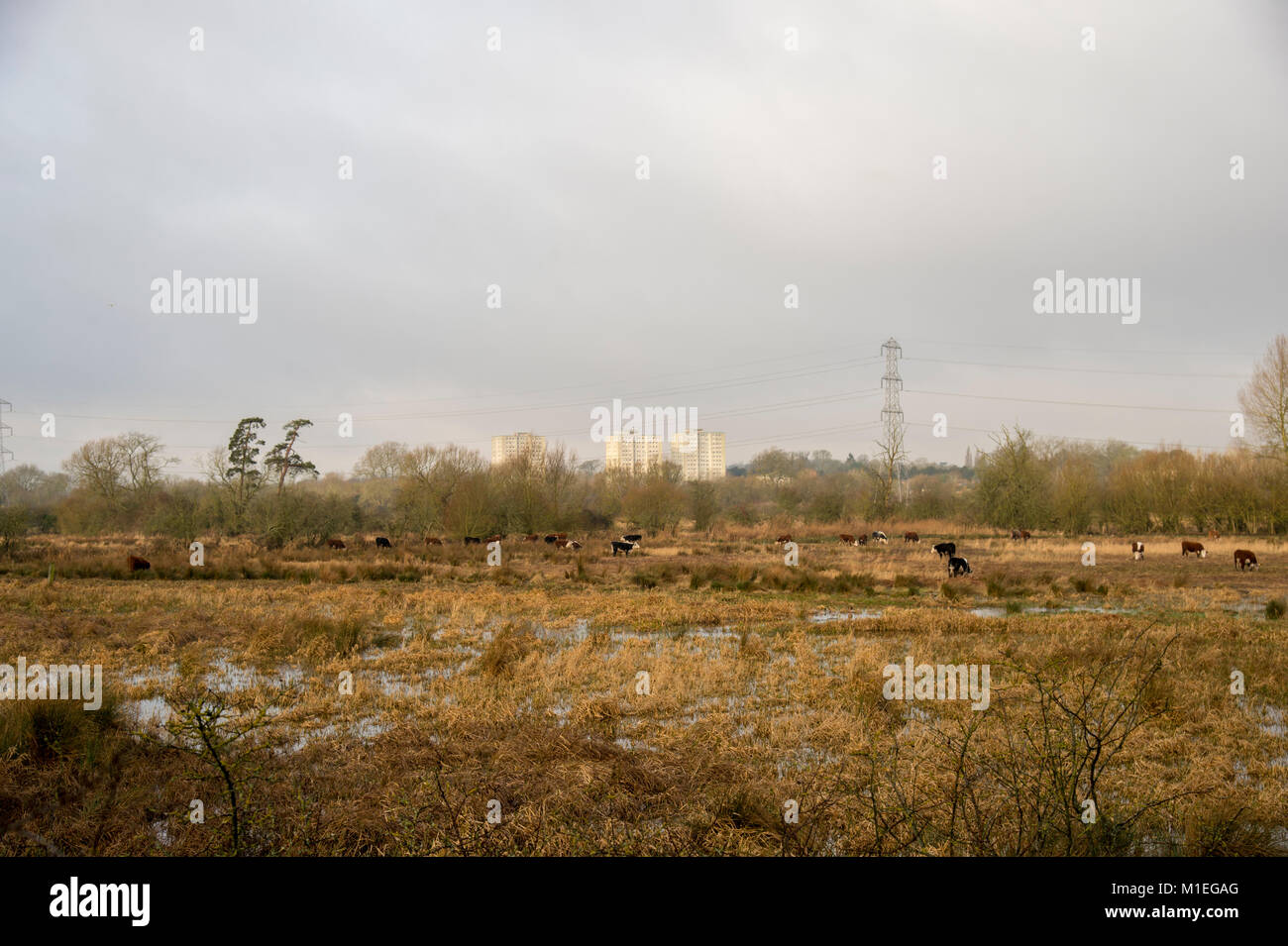 Flooded watermeadows, A33 Reading UK Stock Photo